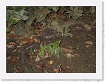 Egels in de tuin 004 * 3648 x 2736 * (5.2MB)